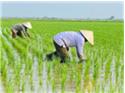 Xuất khẩu gạo Việt Nam: Cơ hội nhiều, thách thức cũng lắm