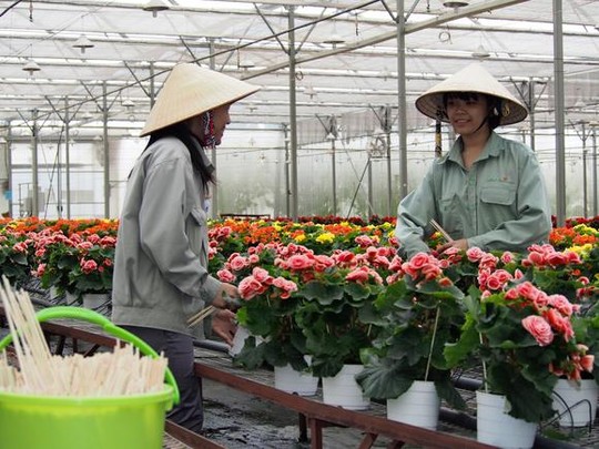Công nhân của Agrivina đang chăm sóc hoa trong nhà kính ờ Đà Lạt