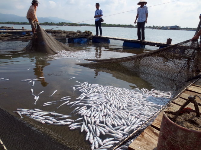 Cá chết trong bè trên sông Chà Và sáng 6-9 - Ảnh: Đông Hà