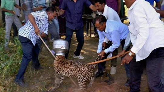 Con vật được người dân địa phương giải cứu. Ảnh: PTI