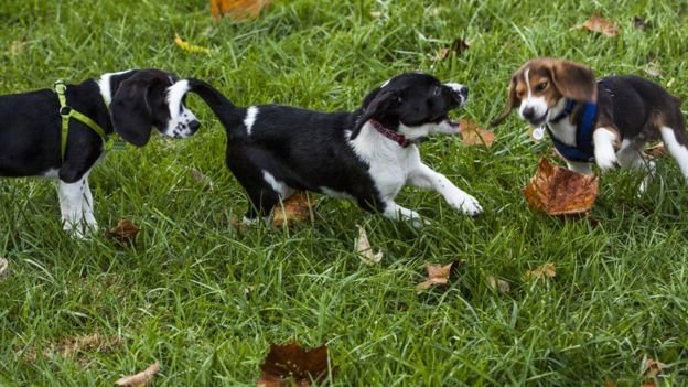 Những chú cún xinh xắn ra đời nhờ thụ tinh ống nghiệm - Ảnh: BBC