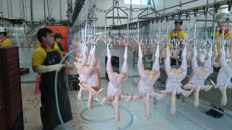 Giết mổ gà tiêu chuẩn VietGAP tại Công ty chăn nuôi Long Bình, Đồng Nai - Ảnh: Trần Mạnh