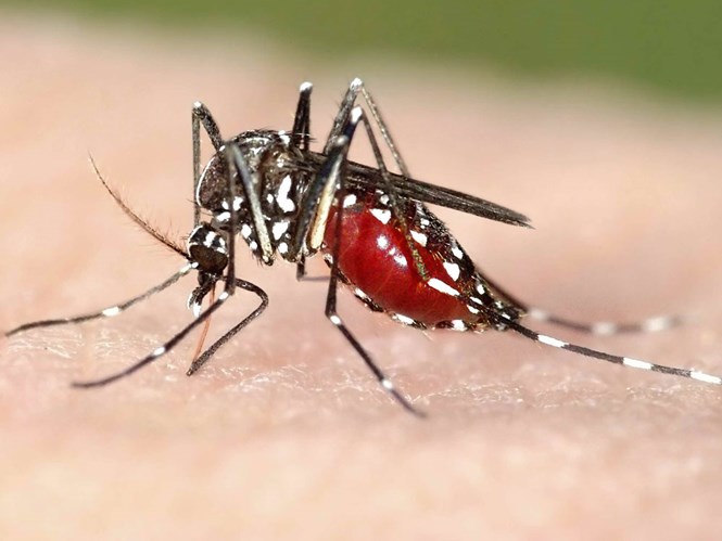 Muỗi Aedes được cho là nguyên nhân truyền vi rút zika - Ảnh: Shutterstock
