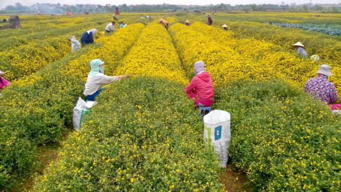 Người dân tập trung thu hoạch hoa cúc - Ảnh: N.P.Huệ