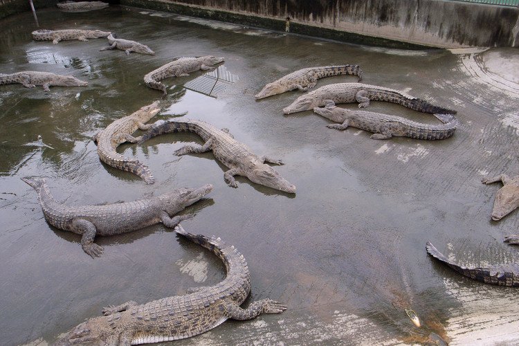 Oniyama Jigoku - địa ngục của cá sấu.