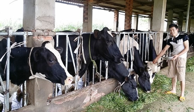Đỗ Hữu Quyết đang chăm sóc đàn bò sữa của mình /// Ảnh: G.B