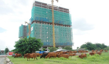 Đàn bò vài chục con nhởn nhơ gặm cỏ bên một tòa nhà khu chung cư đang xây dựng ở P.Cát Lái (Q.2, TP.HCM) - Ảnh: An Huy