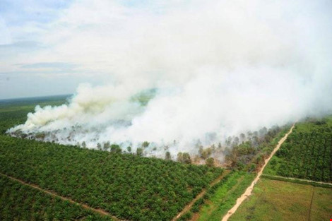 Cháy rừng ở Indonesia ngày 25-8.