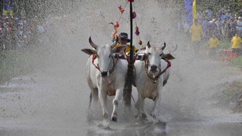 Nhiếp ảnh gia Pháp sẽ giới thiệu đua bò Bảy Núi đến Châu Âu - ảnh 3