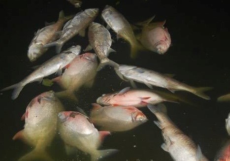 Hà Nội: Cá chết trắng hồ Linh Đàm