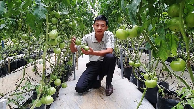 Nguyễn Đông Hải trong vườn cà chua năng suất cao của công ty mình /// Ảnh: G.B