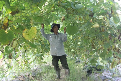 Thăm trang trại trồng rau sạch lớn nhất Đà Nẵng 4