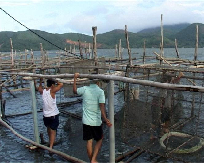 Hơn 350 lồng cá nuôi ở Thừa Thiên - Huế tiếp tục chết 
