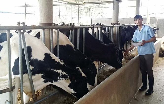 Anh Phạm Văn Hiếu đang chăm sóc đàn bò sữa của mình /// Ảnh: G.B