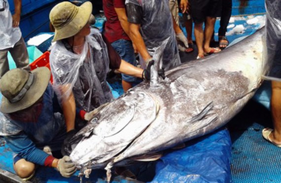 Con cá ngừ đại dương nặng 280 kg ngư dân câu được
