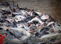 Người sản xuất và nuôi cá tra đều có lãi