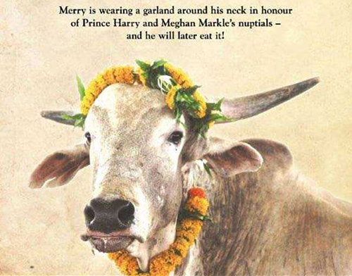 Bức chân dung bò Merry được PETA gửi làm quà cưới cho vợ chồng Hoàng tử Harry. Trên tranh viết: Merry đang đeo một vòng hoa quanh cổ để chúc mừng đám cưới của Hoàng tử Harry và Meghan Markle, và sau đó nó sẽ ăn chiếc vòng. Ảnh: PETA