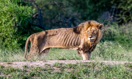 Con sư tử đực gầy đến mức chỉ còn da bọc xương. Ảnh: Larry Anthony Pannell.