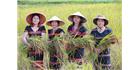 Phụ nữ vùng cao giảm nghèo nhờ lúa Ra Dư