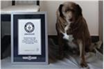 Tổ chức Guinness vinh danh chú chó già nhất thế giới
