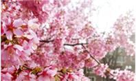 Hoa anh đào Nhật Bản có thể biến mất