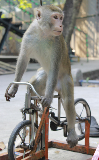 Du khách hàng trượt liên tiếp khi giẫm xe cộ qua chuyện cầu khỉ ở miền Tây  VnExpress Du  lịch