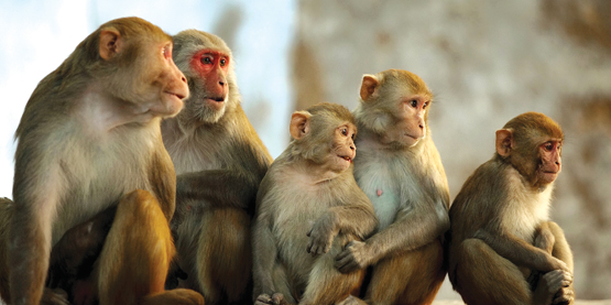 Nỗi oan của loài khỉ từ thơ ca đến đời sống | giaoduc.edu.vn