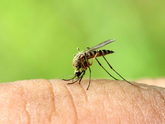 Muỗi lây truyền nhiều căn bệnh nguy hiểm /// Ảnh: Shutterstock