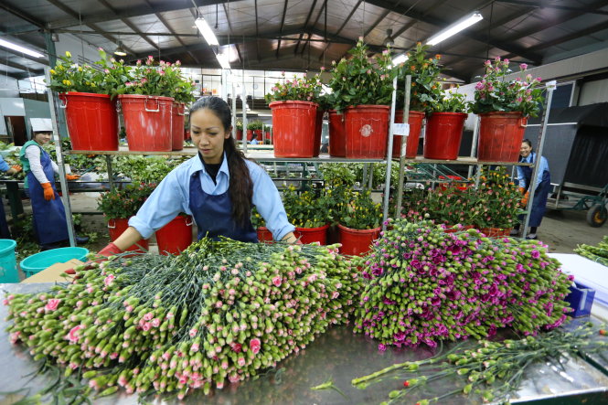 ​Đà Lạt, TP.HCM mở Trung tâm giao dịch hoa 