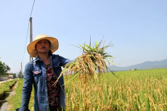 Sản xuất lúa vụ xuân năm 2017 vừa qua, người dân ở Hà Tĩnh bị thiệt hại nặng do lúa bị nhiễm đạo ôn cổ bông trên diện rộng