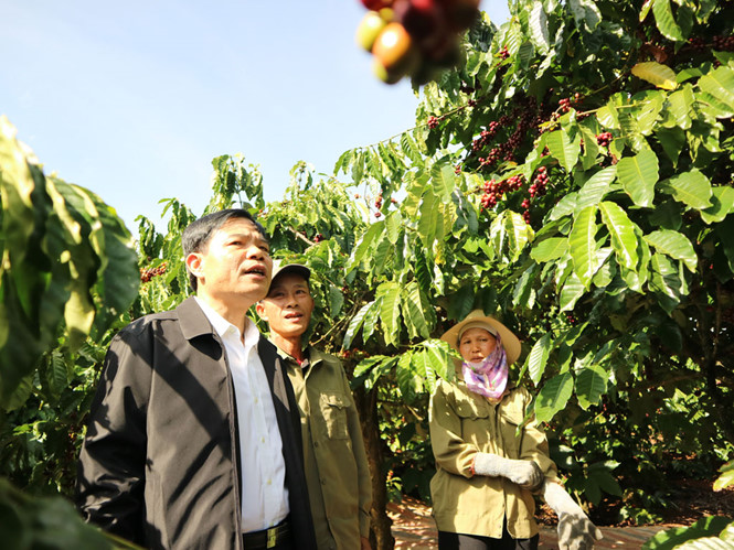 Bộ trưởng NN-PTNT thăm vườn cà phê chất lượng cao ở Lâm Đồng /// Lâm Viên