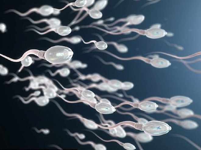 Tinh trùng nam giới hiện nay có dấu hiệu bất thường ngày càng nhiều, số lượng và chất lượng tinh trùng giảm dẫn đến tỉ lệ vô sinh do nam giới cũng tăng dần /// Ảnh: ShutterStock