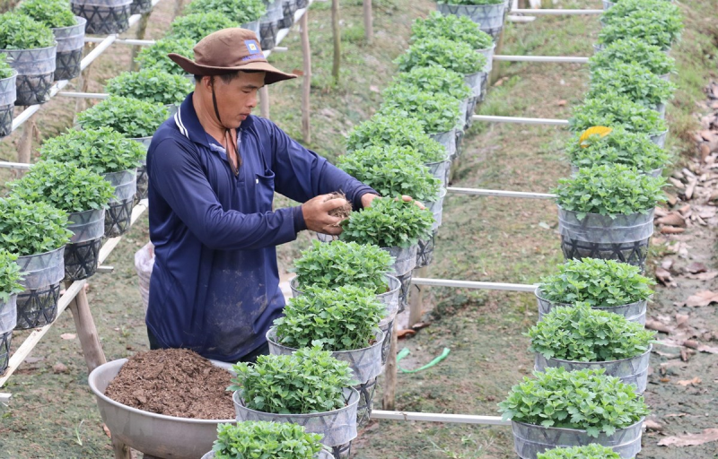 Các nhà vườn ở thành phố Sa Đéc chăm sóc cúc mâm xôi phục vụ thị trường tết Nguyên Đán 2020. (Ảnh: Nguyễn Văn Trí/TTXVN)