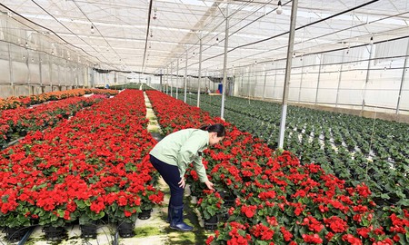 Vì sao Đà Lạt chỉ xuất khẩu được 10% sản lượng hoa?   