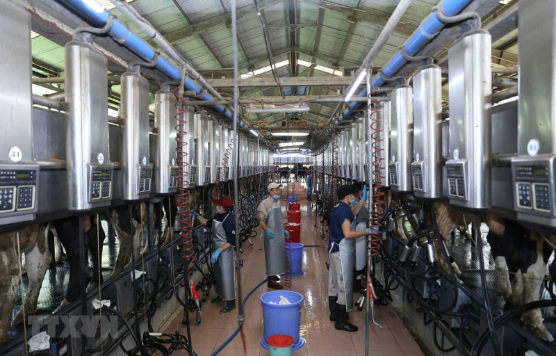 Dây chuyền vắt sữa bò tại Trang trại bò sữa Vinamilk tại xã Nhơn Tân, huyện An Nhơn, tỉnh Bình Định. (Ảnh: Vũ Sinh/TTXVN)