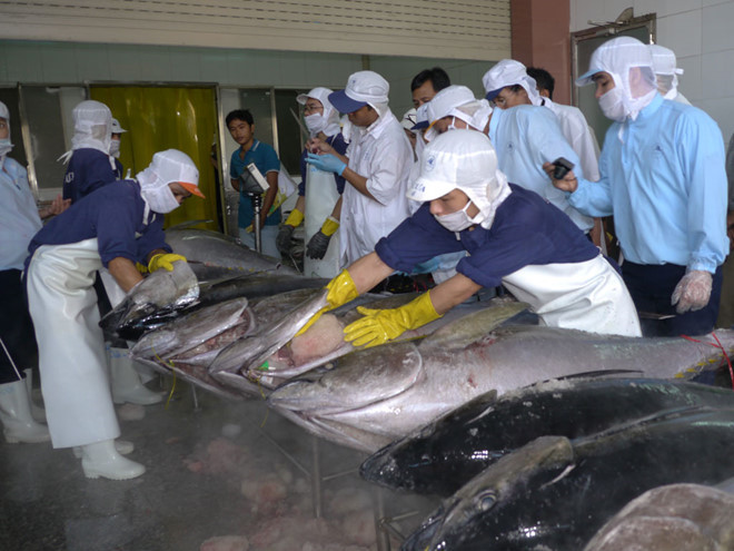 Doanh nghiệp xuất khẩu cá ngừ lo thiếu nguyên liệu nếu dịch Covid-19 kéo dài /// Ảnh: Hoàng Trọng