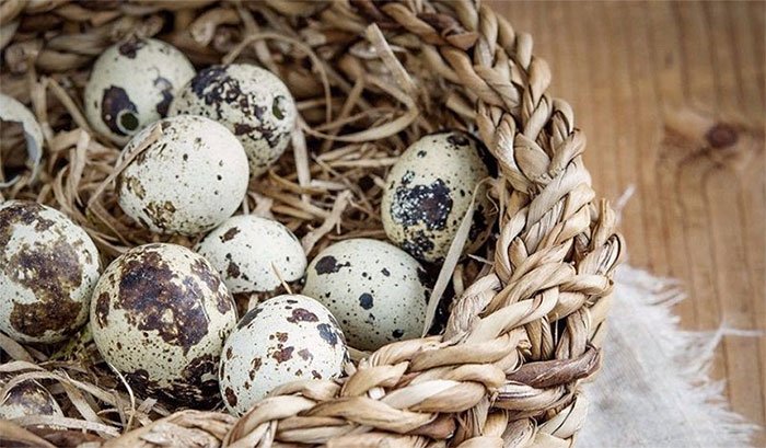 Trứng cút được xem là "thuốc bổ não" do chúng chứa hàm lượng vitamin D phong phú