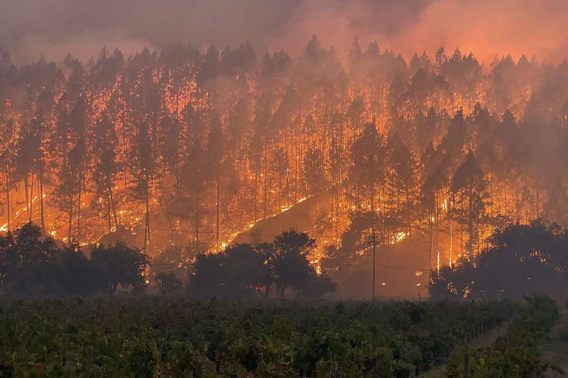 Đám cháy Glass thiêu rụi các cánh đồng trồng nho ở hạt Napa - Ảnh: Cal Fire LNU