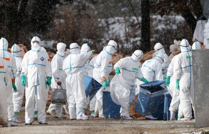 Nhật Bản đã tiêu hủy hơn 1 triệu con gia cầm vì dịch cúm, bắt đầu nổi lên từ tháng 11/2020.