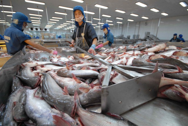 Doanh nghiệp xuất khẩu thủy sản lo lắng chi phí xuất hàng sang Trung Quốc sẽ bị đội lên trong thời gian tới /// ảnh: công hân