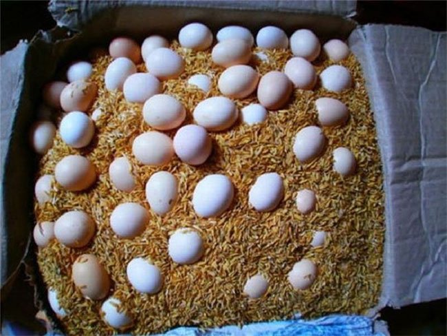 Lấy một thùng xốp/giấy sạch, rải một lớp trấu hoặc mùn gỗ xuống đáy rồi cho trứng vào.