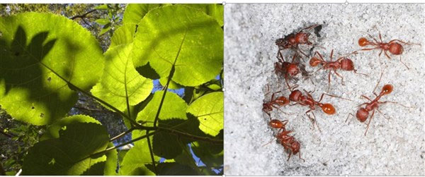 Cây Dendrocnide excelsa và loài kiến Florida harvester chứa nhiều nọc độc gây đau đớn.