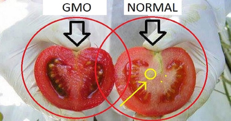Cà chua bình thường (bên phải) có phần lõi nhiều và không đỏ đều như cà chua biến đổi gene (bên trái).