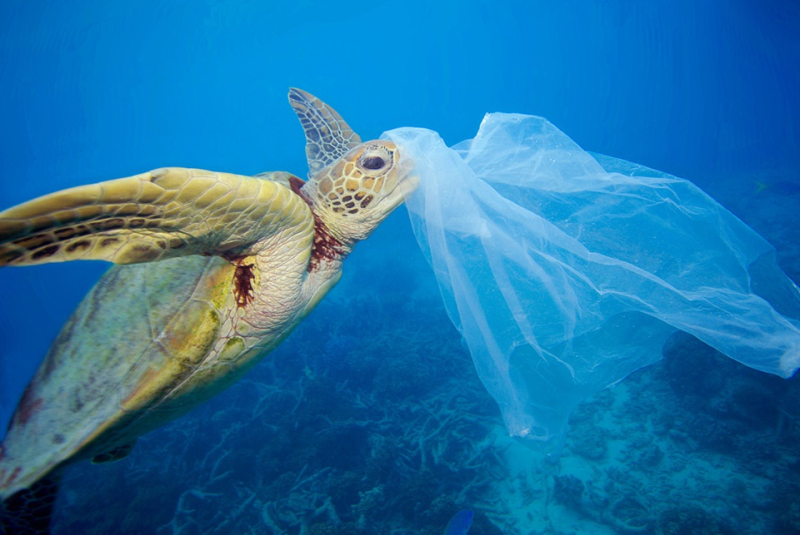 Hơn 5.000 tỉ túi nilon được thải ra mỗi năm - ảnh 1
