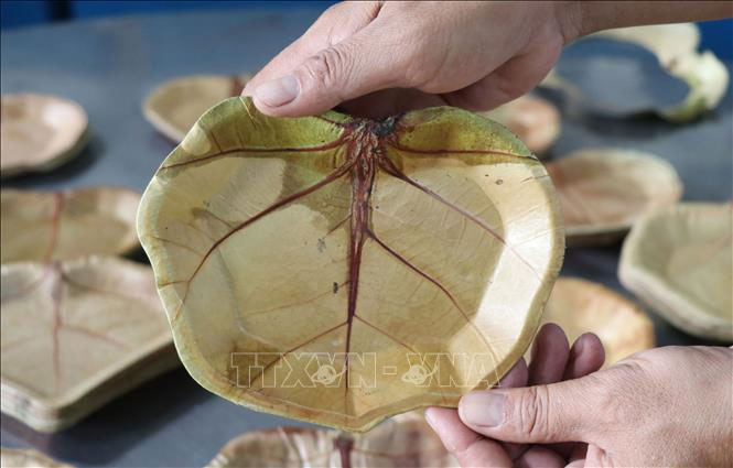 Chiếc đĩa bằng lá có vân rất đẹp, sử dụng được 10 lần thay thế nhựa dùng một lần. 