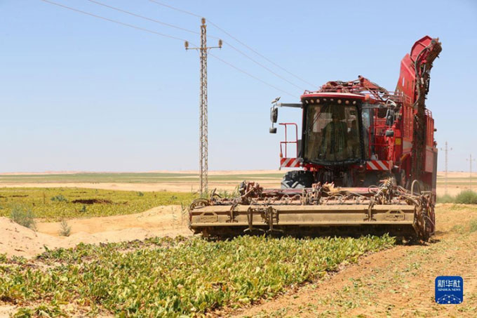 Máy thu hoạch củ cải đường trên sa mạc Ai Cập hôm 11/7.