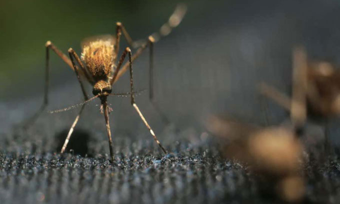 Vòi của muỗi có thể đâm xuyên qua nhiều loại vải.